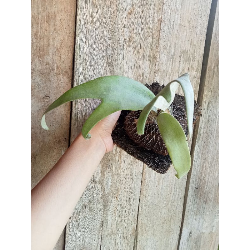 Platycerium Willinckii Roll Dalam size m