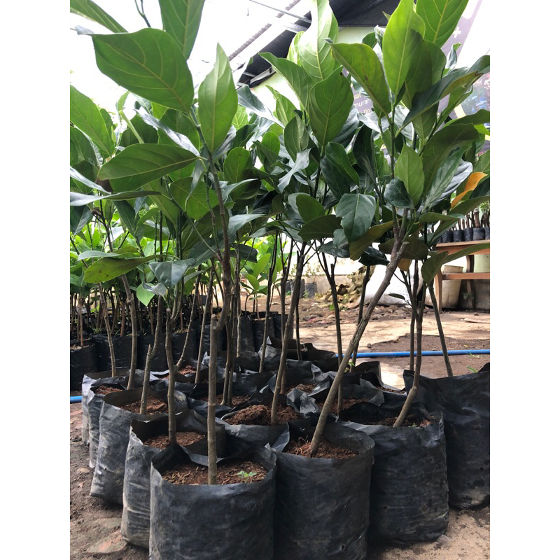 bibit NANGKA MADU cepat berbuah