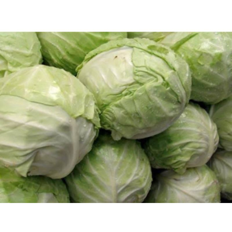 

KOL Perbuah ( 1kg - 1,5kg )