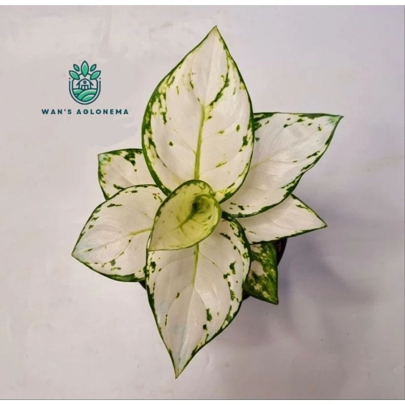 Aglonema super white / Tisu JUMBO daun 7+8+9+10++