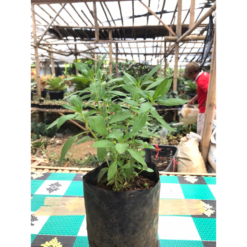 bibit tanaman papermint | tanaman mint spermint | papermint