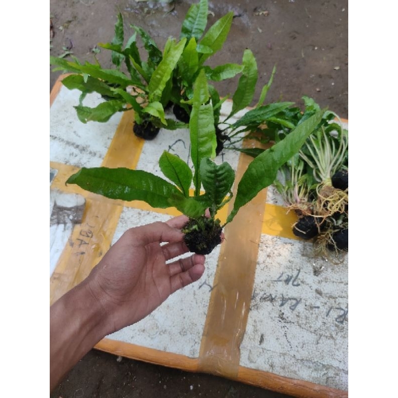 kadaka Java fern media wabikusa tanaman aquascape