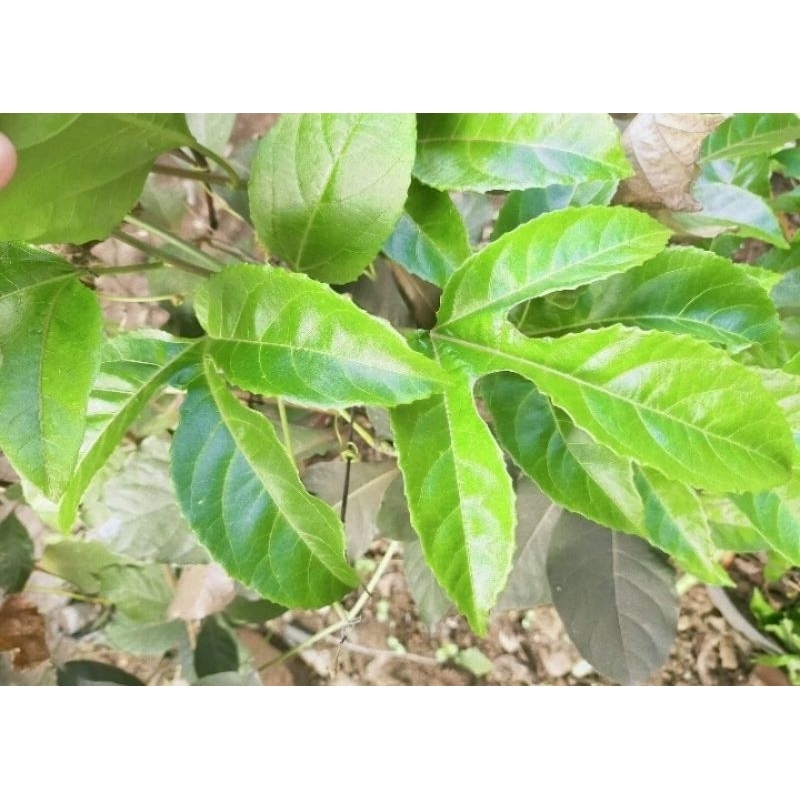 

Daun markisa fresh segar spesial ecodyeing