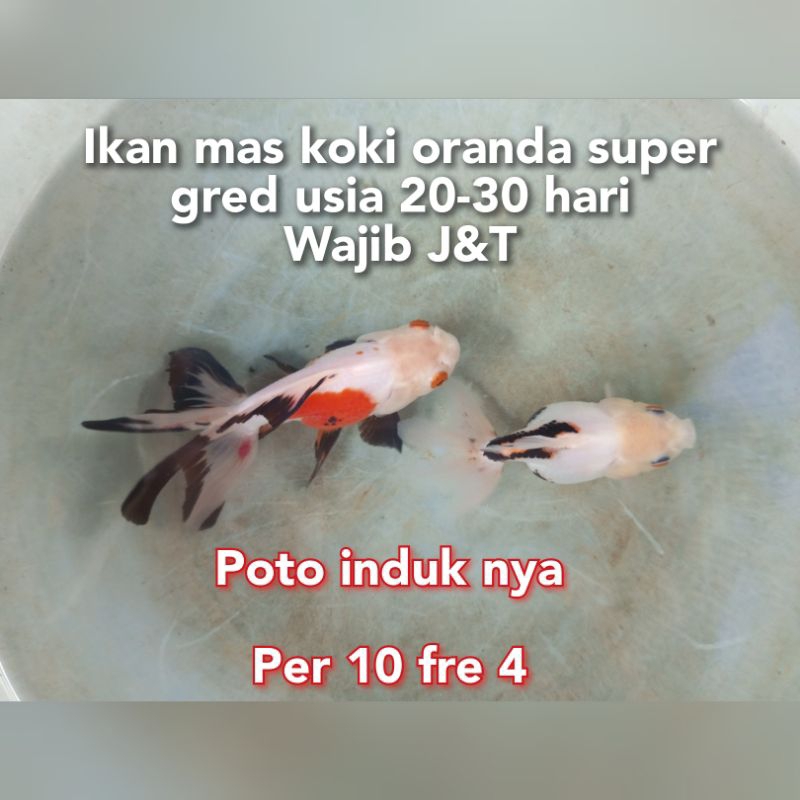 Oranda 3 warna / tri color bonus 5 per 10