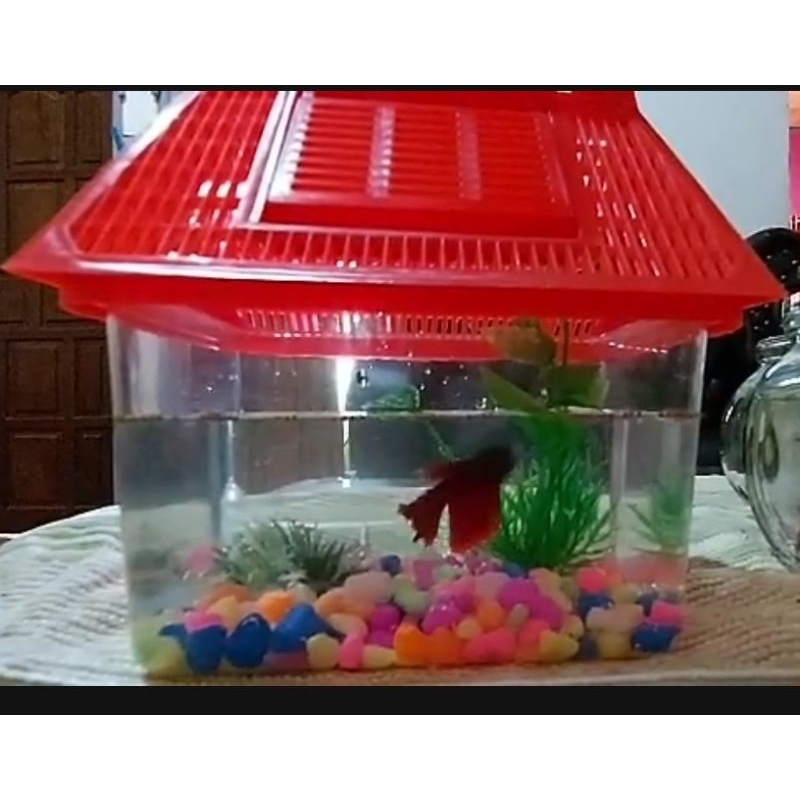 ARMADA /NIKITA / IKI PET HOME 01 Aquarium  ikan kecil kura kura