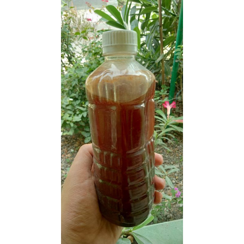 

Madu Klanceng Original