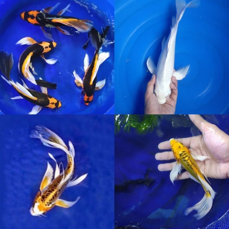 PAKET 4 EKOR KOII KUMPAY SLAYER