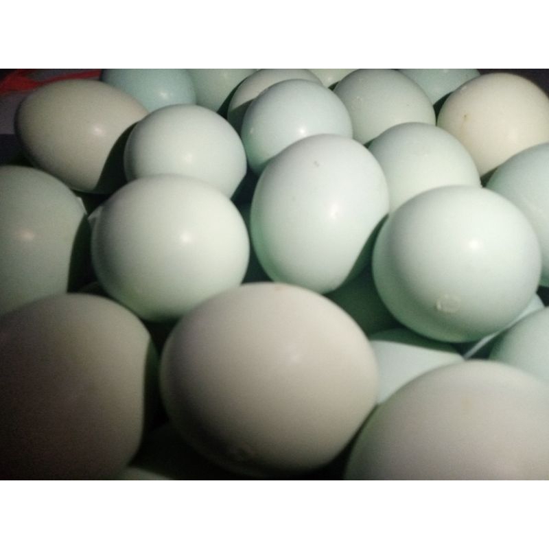 

TelurAsinAsliTelurBebek