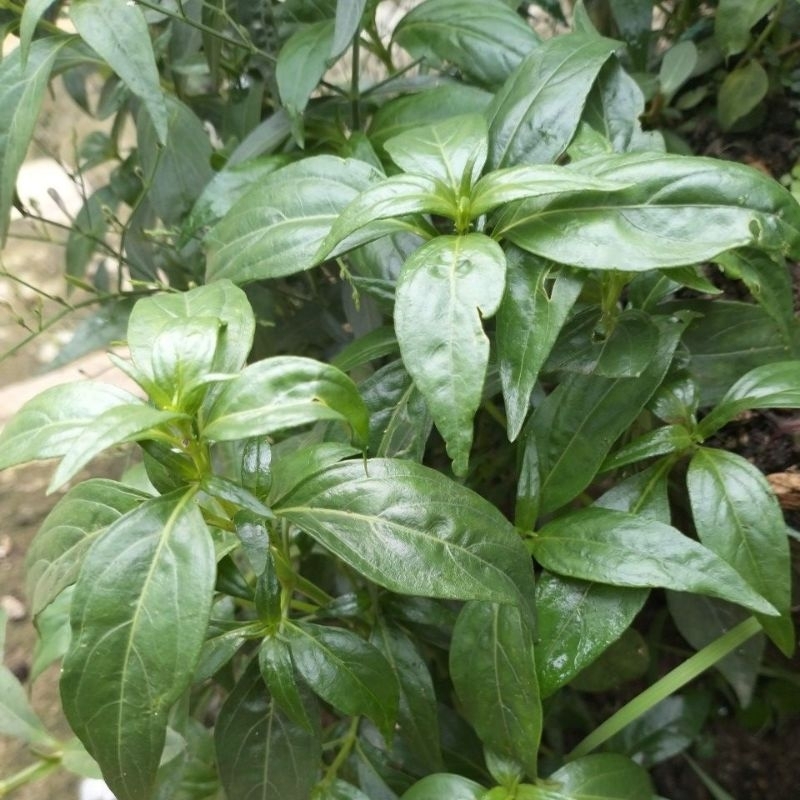 

Daun Sambiloto Herbal Penurun Gula Darah 50Gram Segar