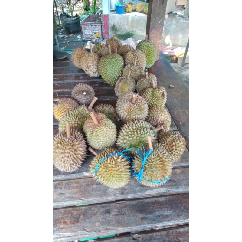 

durian mentega murah