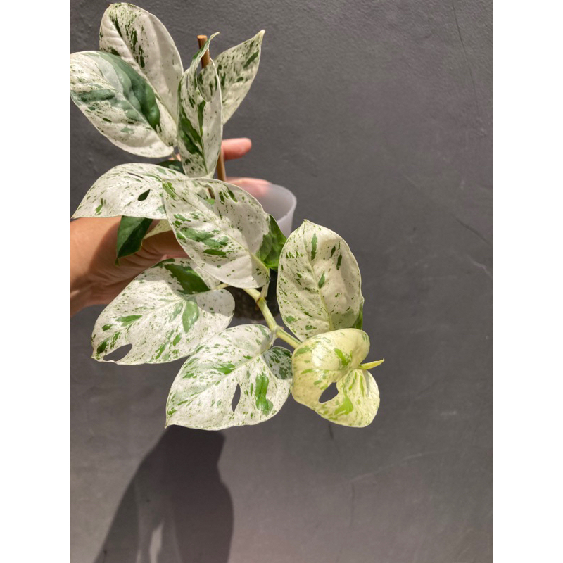 epipremnum pinnatum marble variegata ekonomis real pic