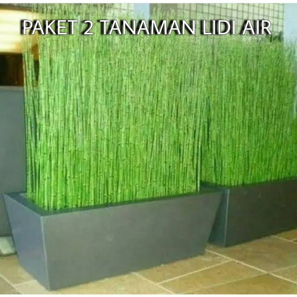 (PAKET 2) Tanaman Hias Bambu Air Lidi Tanaman Media Air