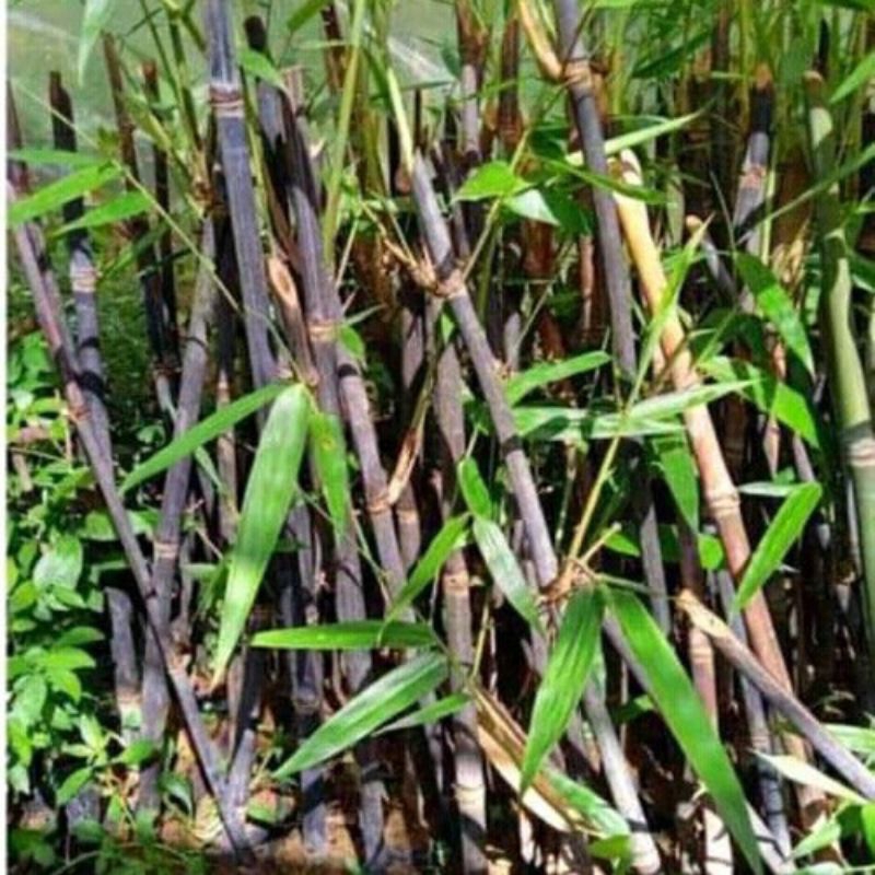 bibit bambu hitam/bambu Wulung/bambu hias/1btg
