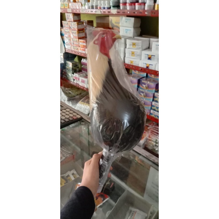 Boneka kepala Ayam jago aduan - Melatih fisik ayam aduan