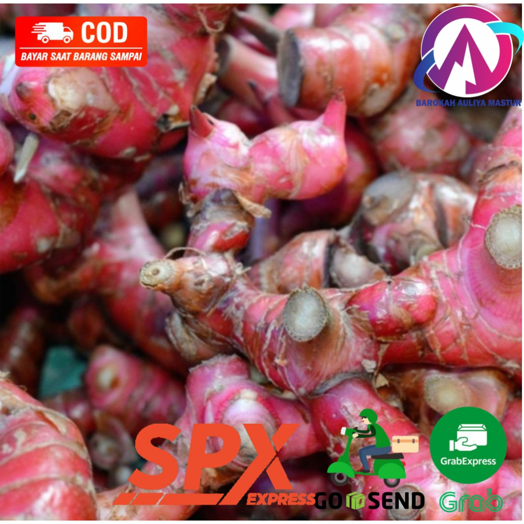 

Jahe Merah 250 Gram Kualitas Super Sayuran Fresh BAM Pasar Online Murah Padang