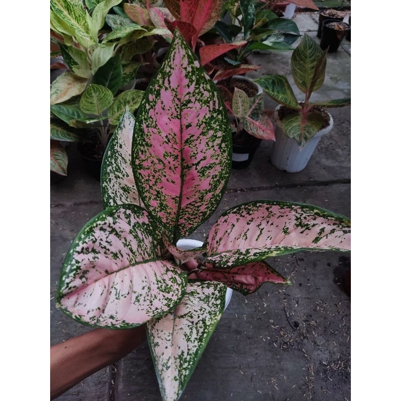 paket 3 Aglonema tanian lokal ruby super pink, stardaat orens dan rengganis