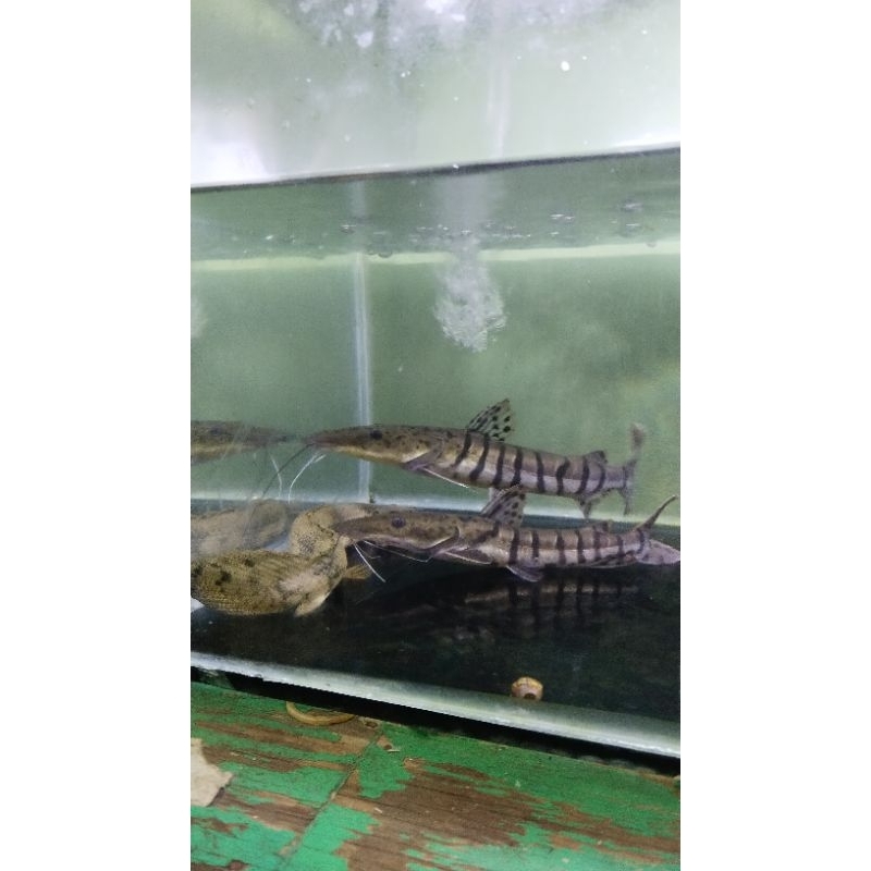 Tiger Shovelnose Catfish