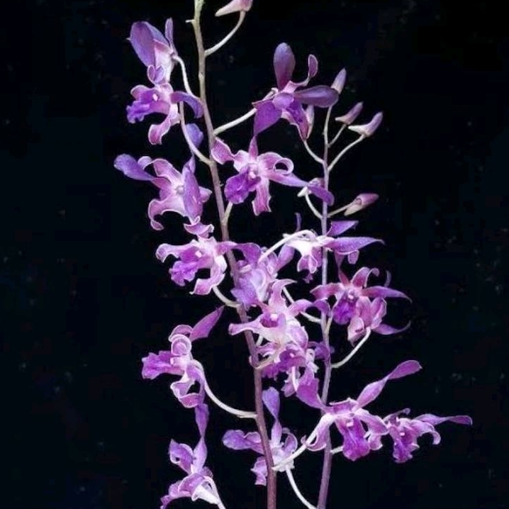 Anggrek Dendrobium Kriting / Kritingan - ID Blue Twist / ID Mesangnil