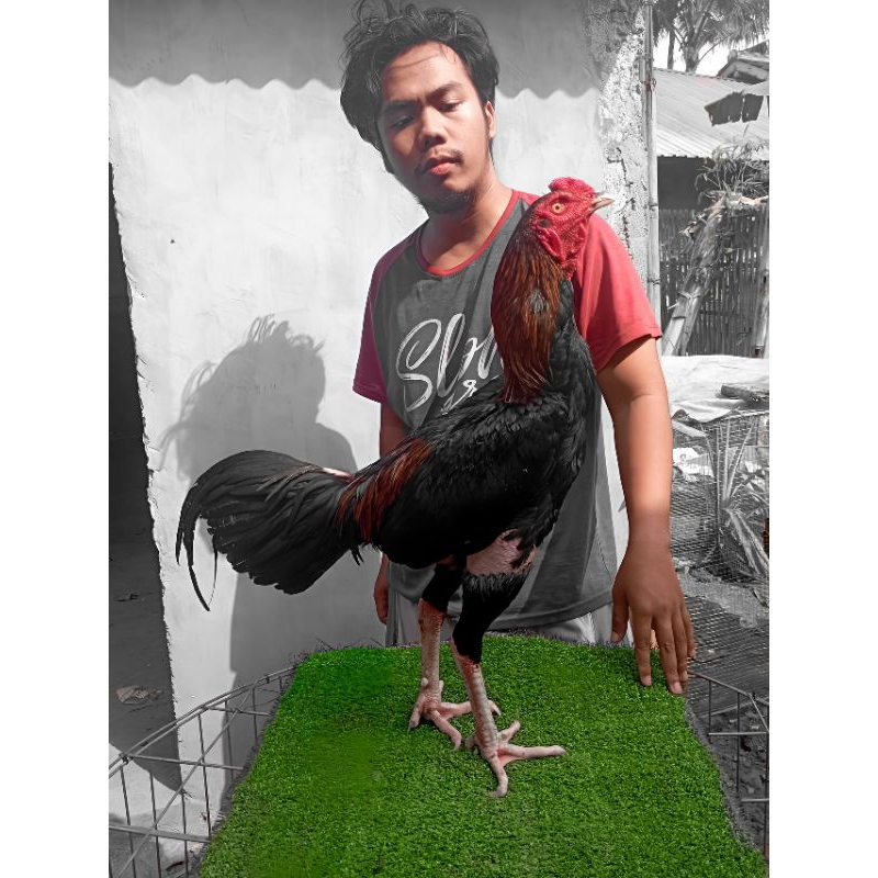ayam pakhoy blackrose full brakot brutal vvip - ayam full brakot - ayam pakhoy vvip - ayam bangkok -