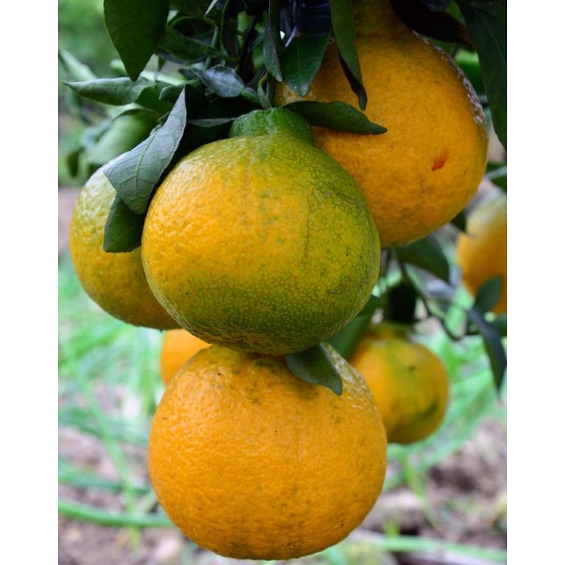 bibit buah jeruk dekopon sudah berbuah tinggal panen