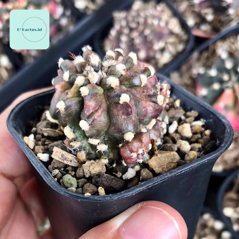 gymno miha var crazy diamond kaktus gymnocalycium mihanovichii varigata cluster rimbun tanaman hias 