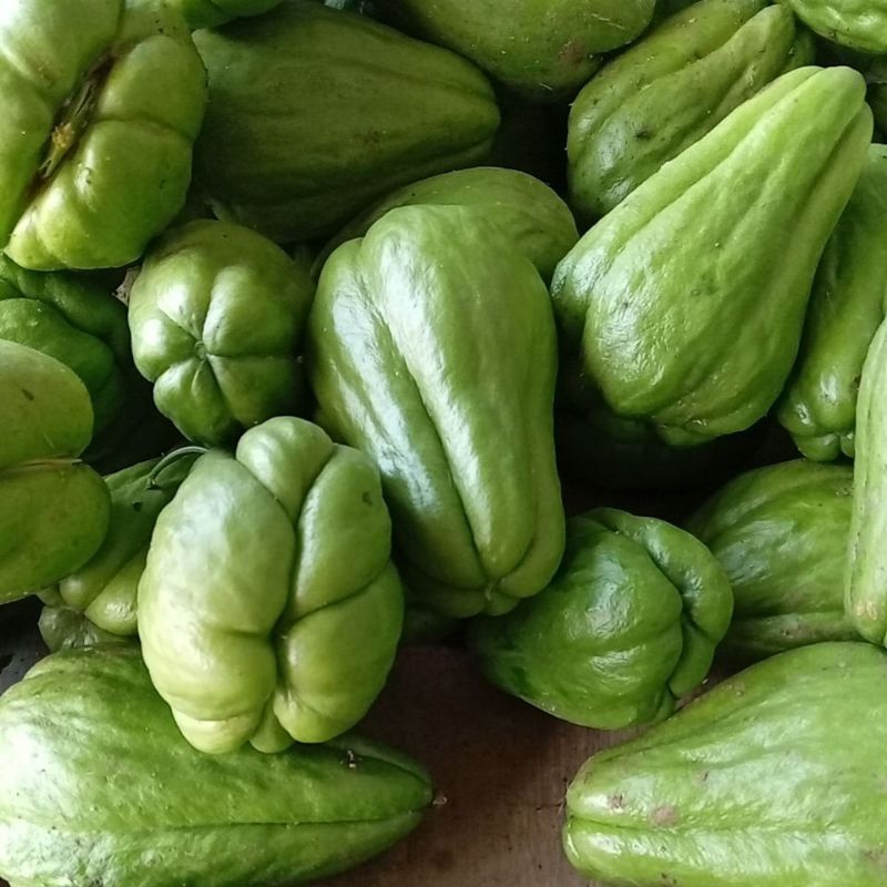 

labu siam/ labu jipang dan juga tersedia bibit