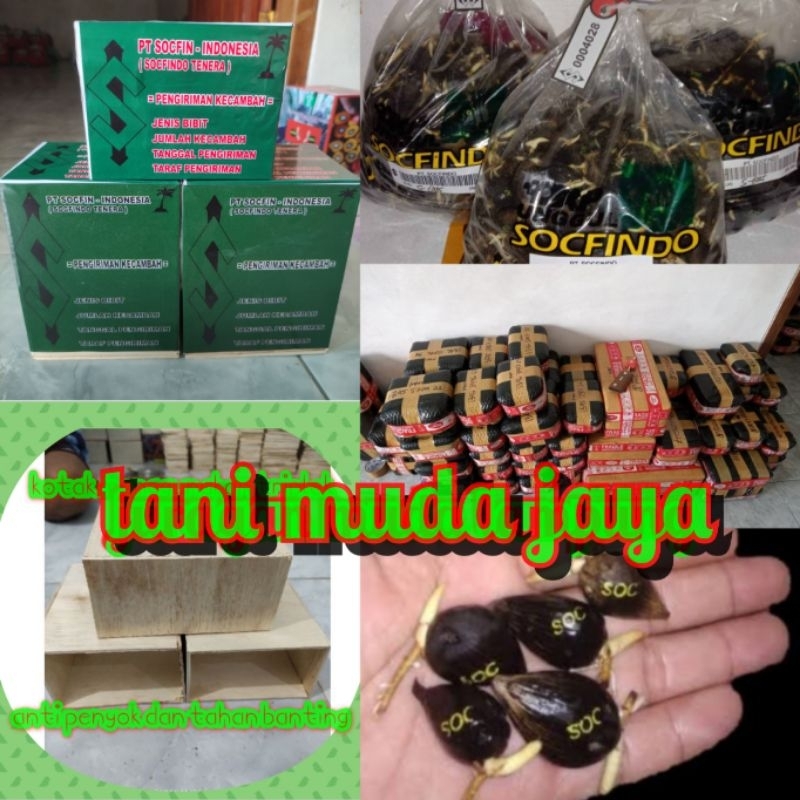 Benih kecambah merek DxP SOCFINDO benih unggul ( bersertifikat )