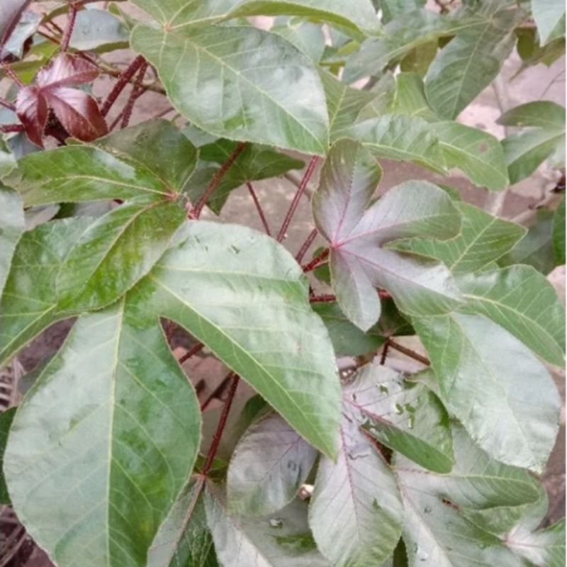 

100 gram daun jara k wulung ja rak hitam segar organik