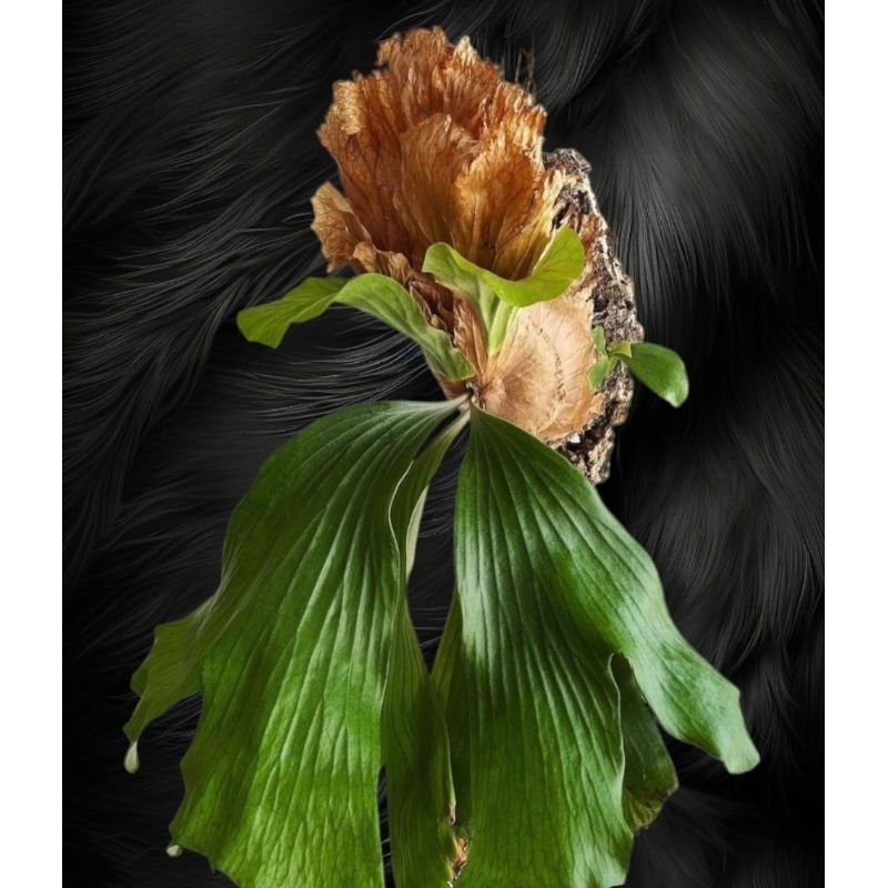 PLATYCERIUM NEPTUNE hybrid size baby