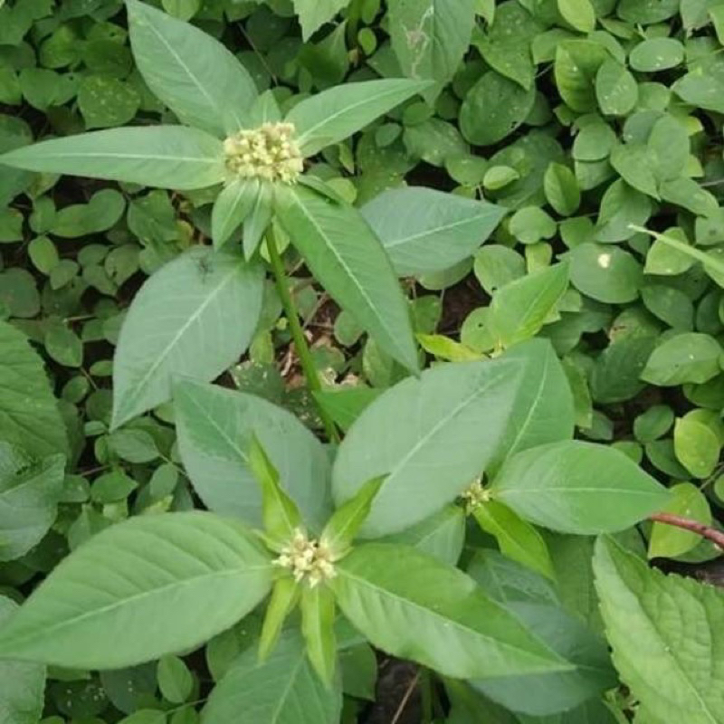 

Daun katemas,patikmas,suduk mentul herbas segar isi (500gram)