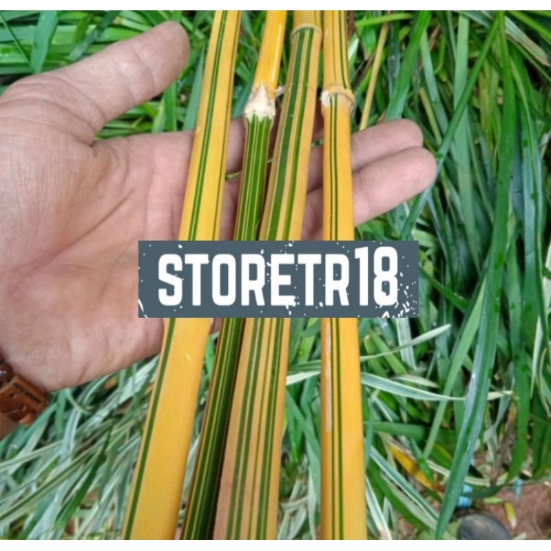 Potongan Bambu Kuning Mini Asli Panjang 50 Cm