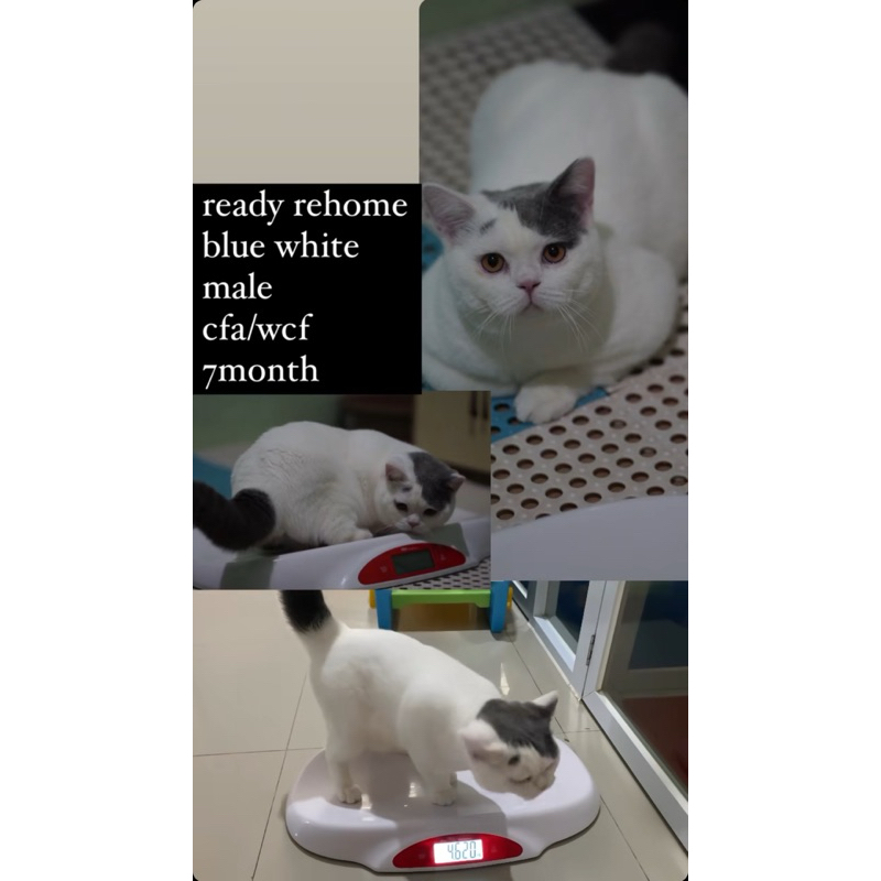 Kucing bsh anakan Heibai China british