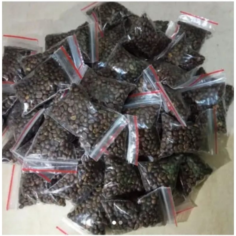 benih kangkung daun super 200 biji //bibit kangkung super //tanaman kangkung darat