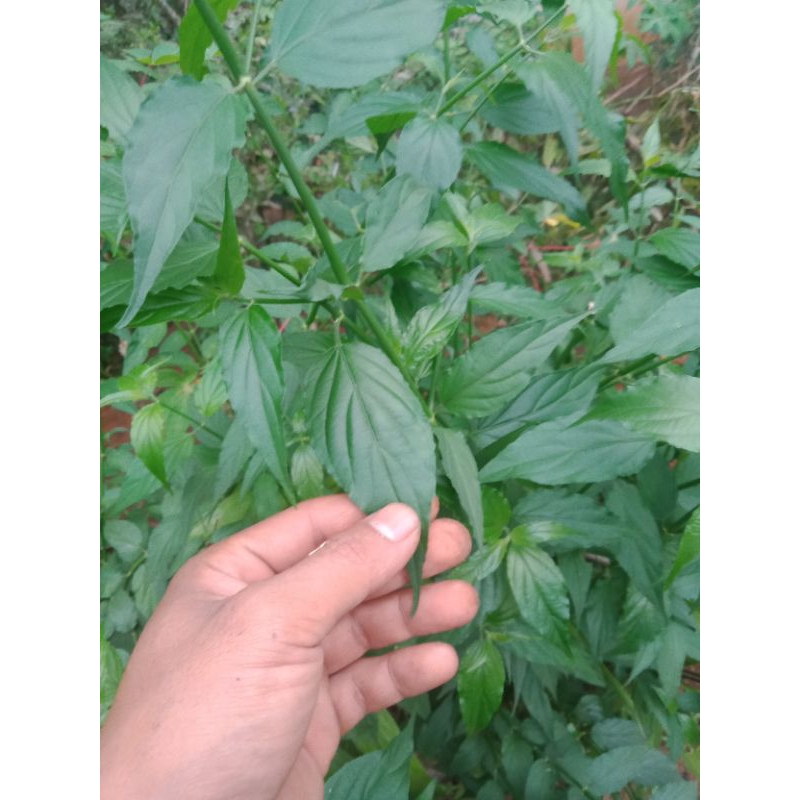 

daun belalai gajah/Ki kalingsir/obat herbal/500gram