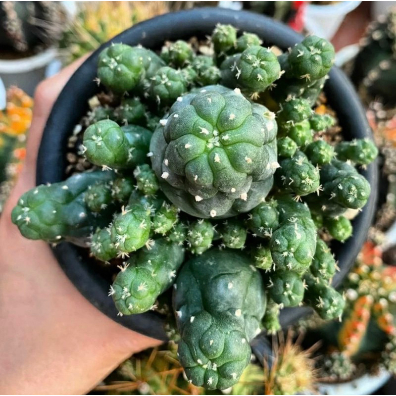 LOPHOPHORA JOURDANIANA / LOPHOPORA / KAKTUS PEYOTE / LOPHOPHORA / KAKTUS IMPORT