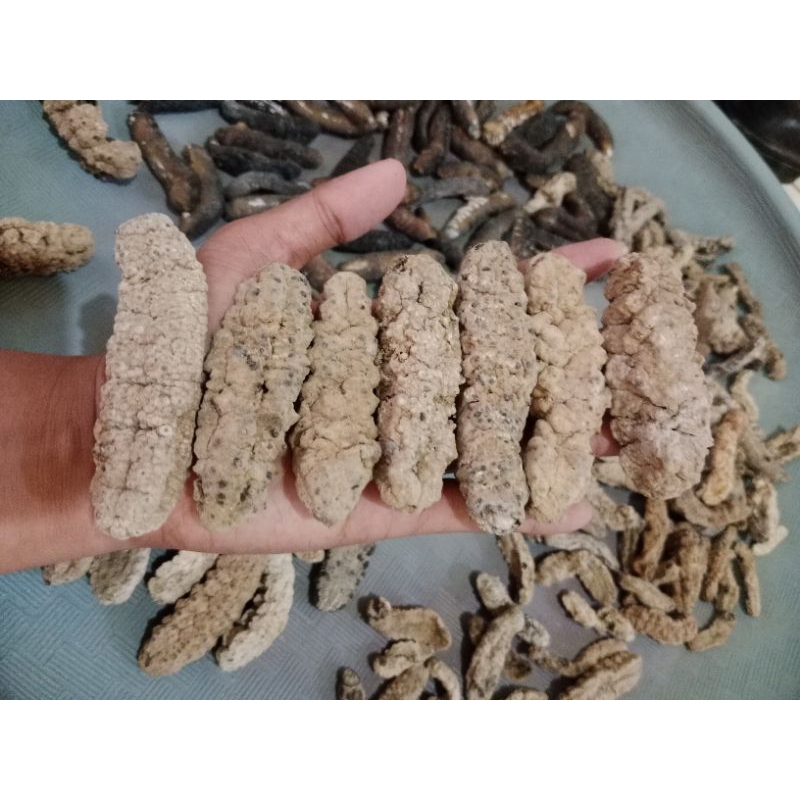 

haisom/thutsem/gamat/haisim/gamat kering