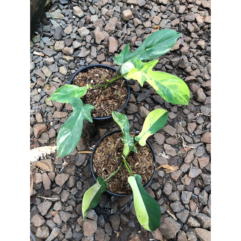 philodendron floridabeuty varigata - flobe varigata