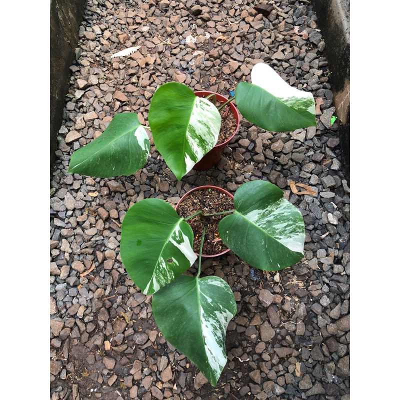 monstera deliciosa varigata - monvar varigata