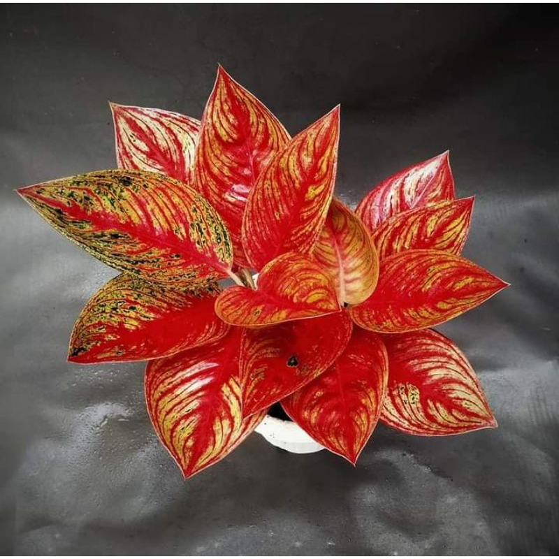 aglonema legacy tulang ikan/ aglonema red legacy tulang ikan ukuran remaja daun 5-7