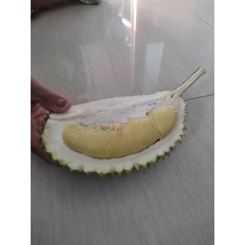 

Durian/Durian lokal/Durian Bawor/Durian montong