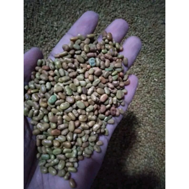 

⭐️⭐️⭐️⭐️⭐️ benih biji turi superan 1 kg