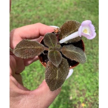 Episcia Choco Velvet Chocolate Velvet Tanaman Hias Gantung Episcia Choco Velvet Bunga Ungu