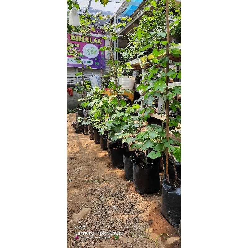 bibit anggur donetsky rs import