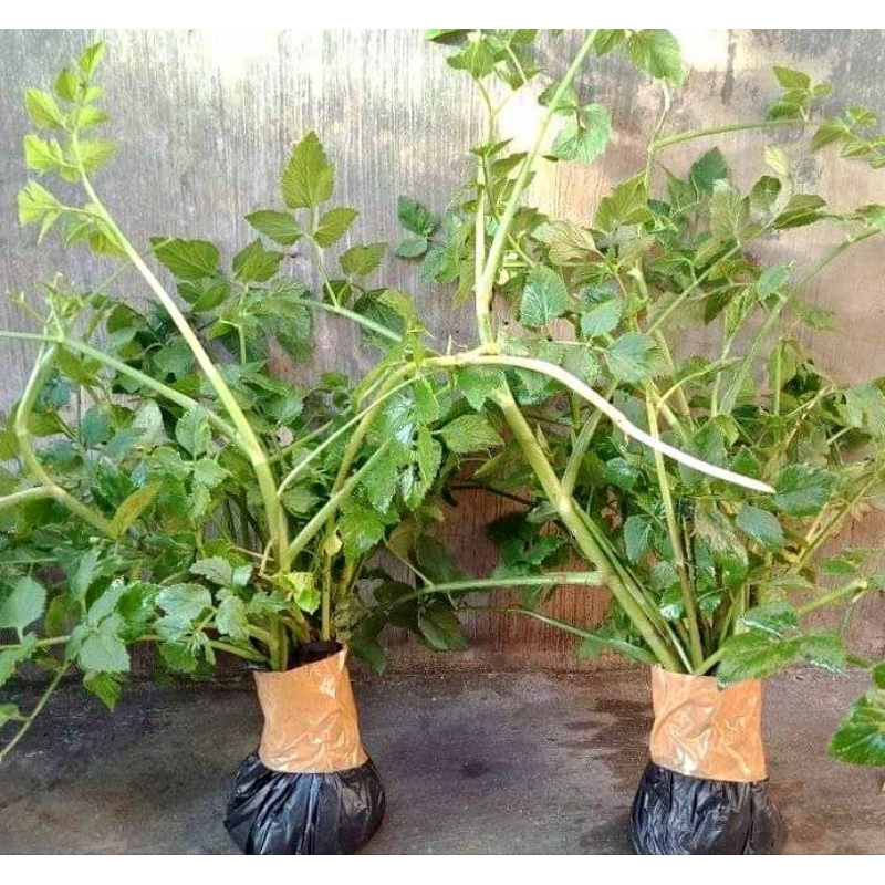Bibit Selada Air / Seladren / Tespong Sayur