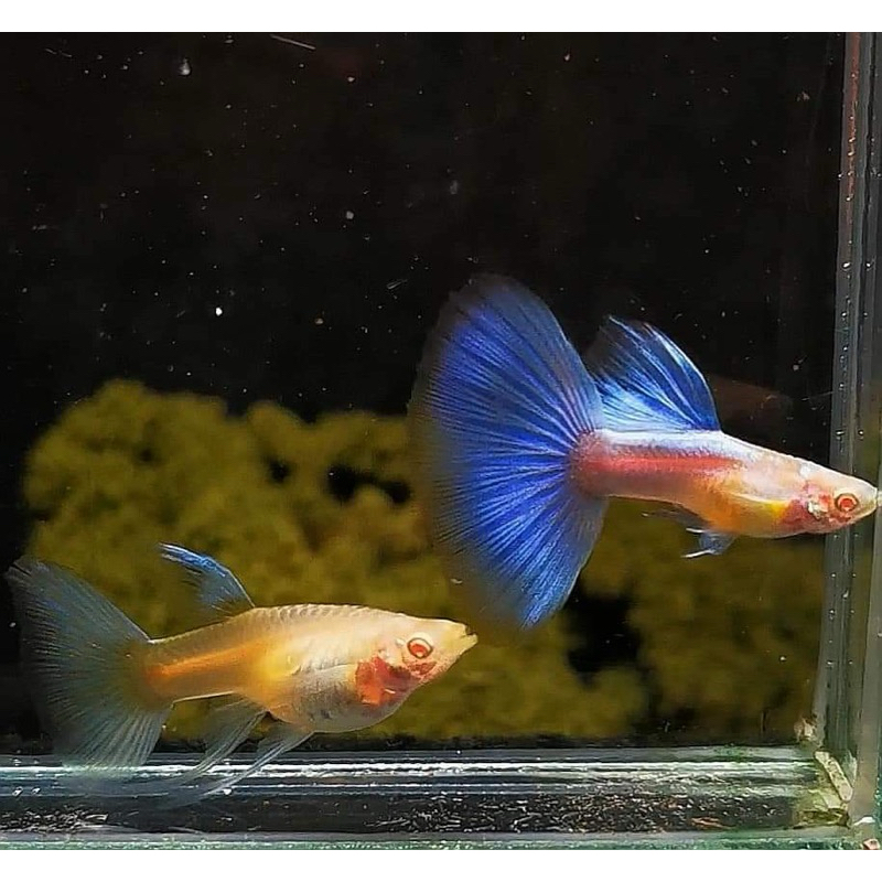 Guppy Sky Blue Ribon Berkualitas