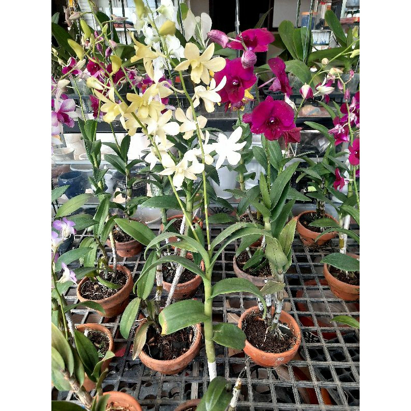 ANGGREK DENDRO JUMBO HARGA EKONOMIS