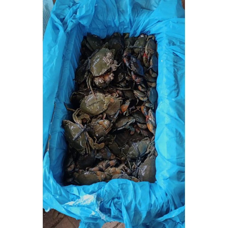 

Kepiting Bakau Frozen Fresh Premium Ukuran (2-4ekor)/kg. 1kg Rp 85.000