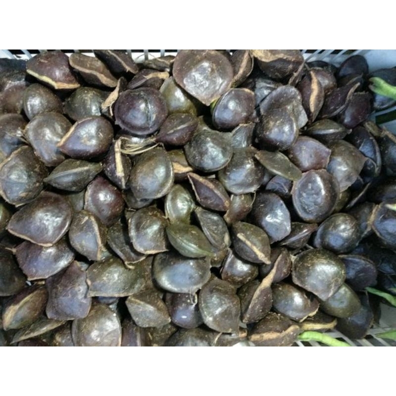 

JENGKOL LALAB
