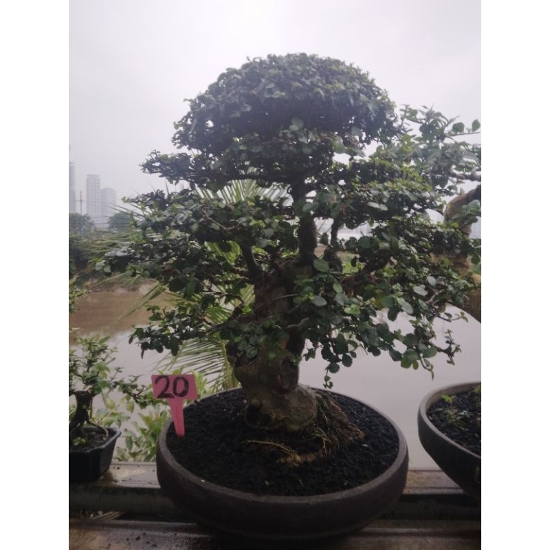 bonsai serut medium