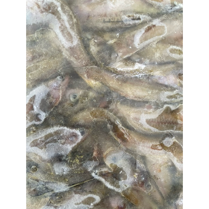 ikan beunteur wader beku 1 kg pakan predator